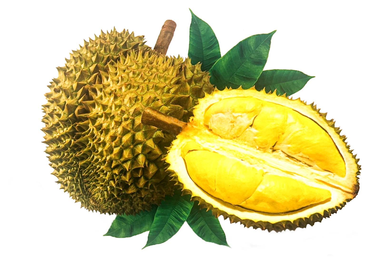 ANAM | Frozen Ri6 Durian whole 1-4kg | 冷冻榴莲 | Sau Rieng Ri6 Nguyen Trai Dong Lanh 1-4kg