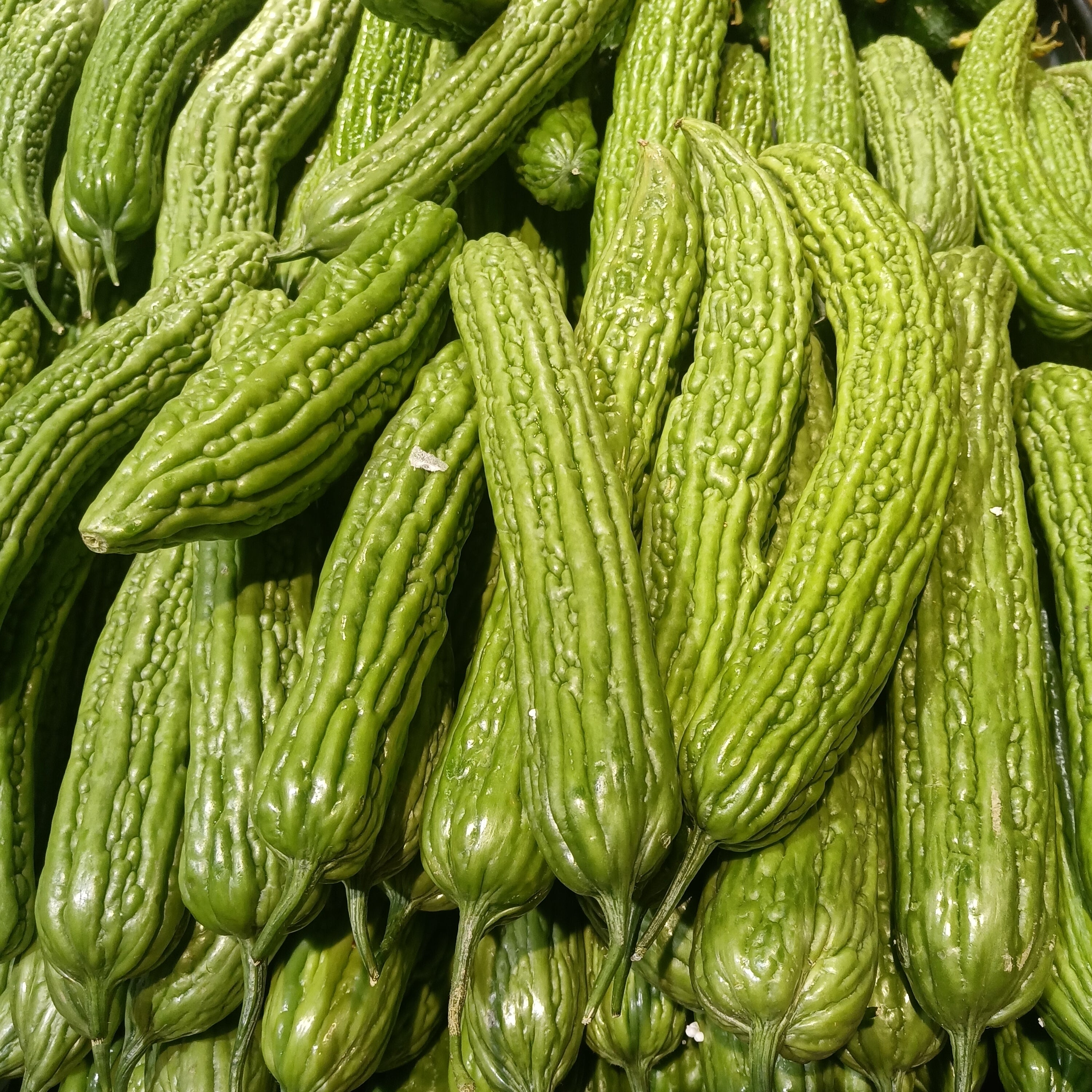 ANAM | Fresh Bitter Melon | 新鲜苦瓜 | Tuore karvaskurkku | Kho qua tuoi