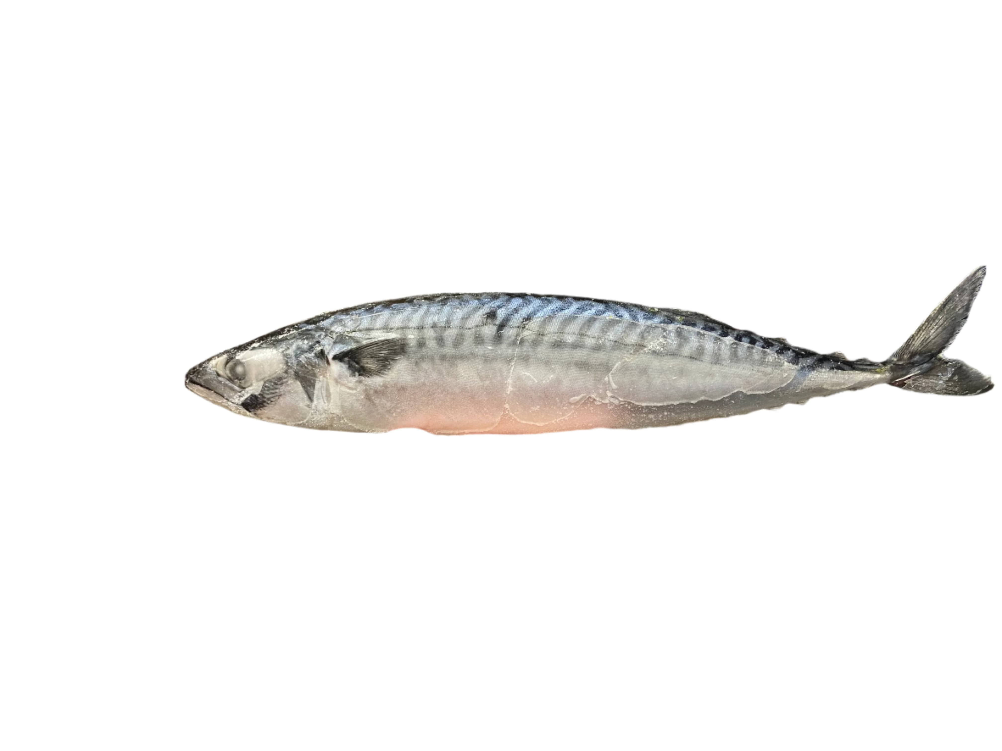 ANAM | WESTCOAST - Mackerel W/R 450-600G | 鲭鱼 | Ca nuc nguyen con