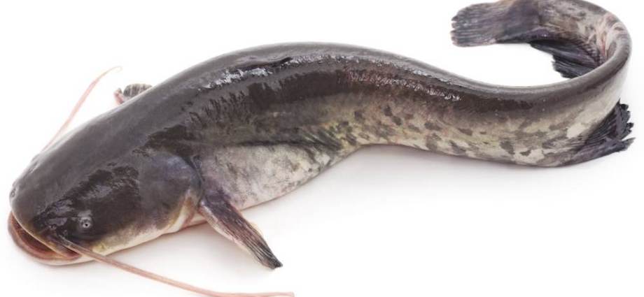 ANAM | ASIAN CHOICE - Catfish 500g | 去鳞鲶鱼 | Ca tre 500g