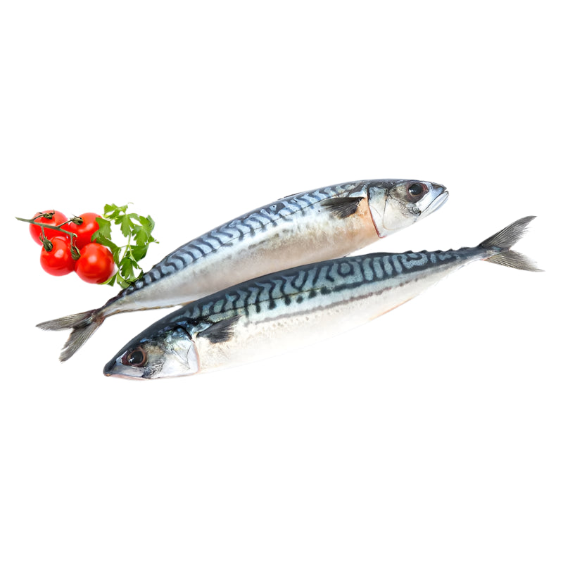 ANAM | WESTCOAST - Mackerel W/R 450-600G | 鲭鱼 | Ca nuc nguyen con
