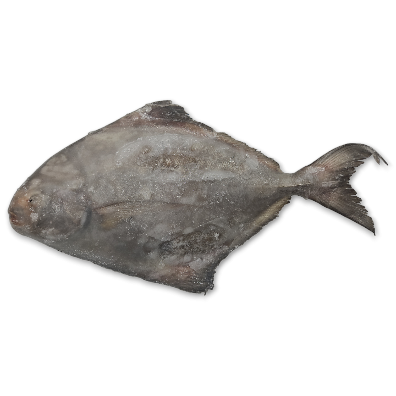ANAM | Black Pomfret frozen whole round 700/800 | 黑鲳鱼 整条生鱼 700/800 | Ca chim den size 700/800