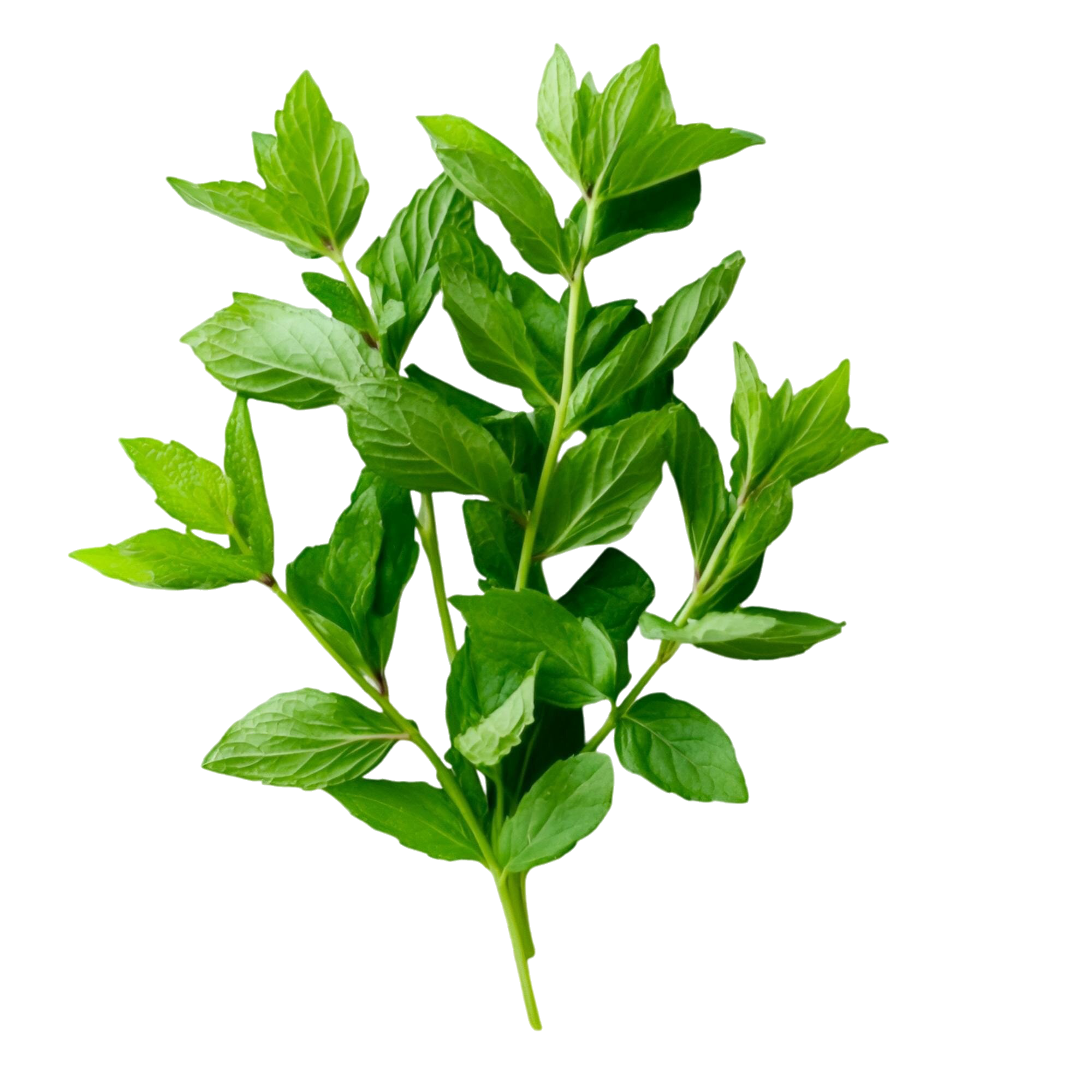 Herbs