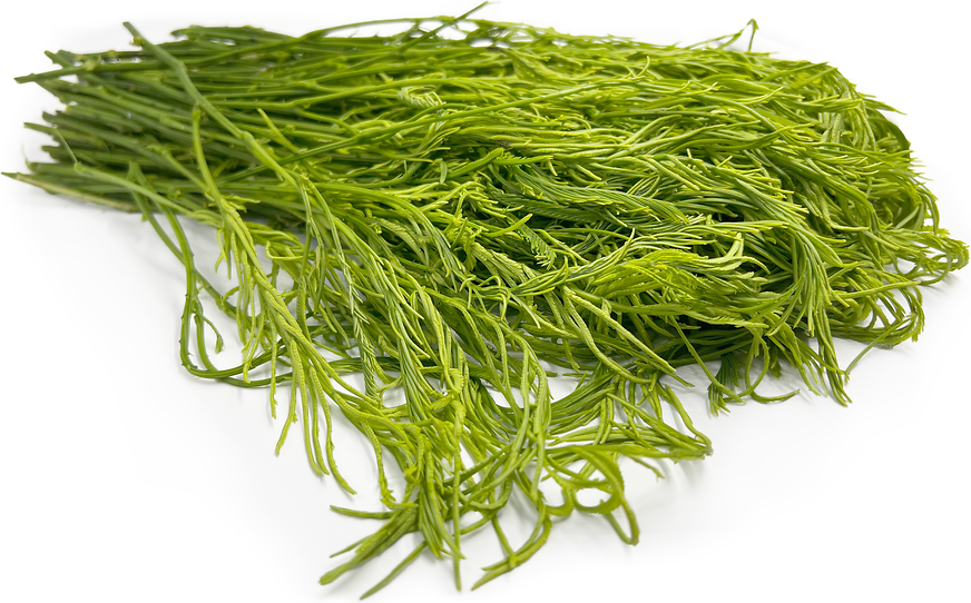 ANAM | Climbing Wattle | 臭菜 | rau Cha-om