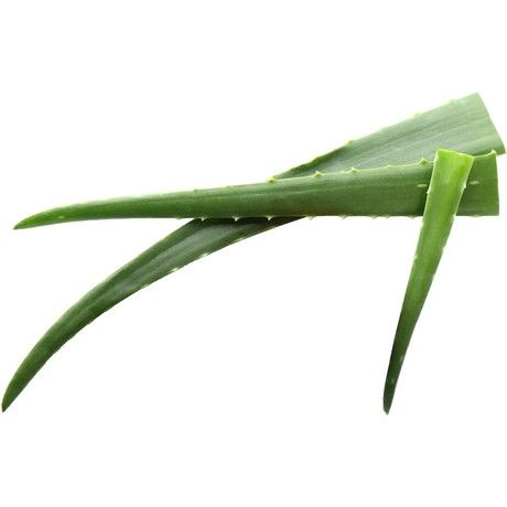 ANAM | Aloe Vera | 芦荟 | Nha Dam