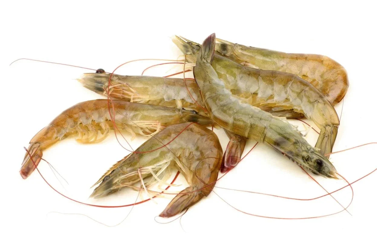 ANAM | Dayseaday HOSO Shrimp 20/30 1kg | Dayseaday 白虾 20/30 | Tom HOSO