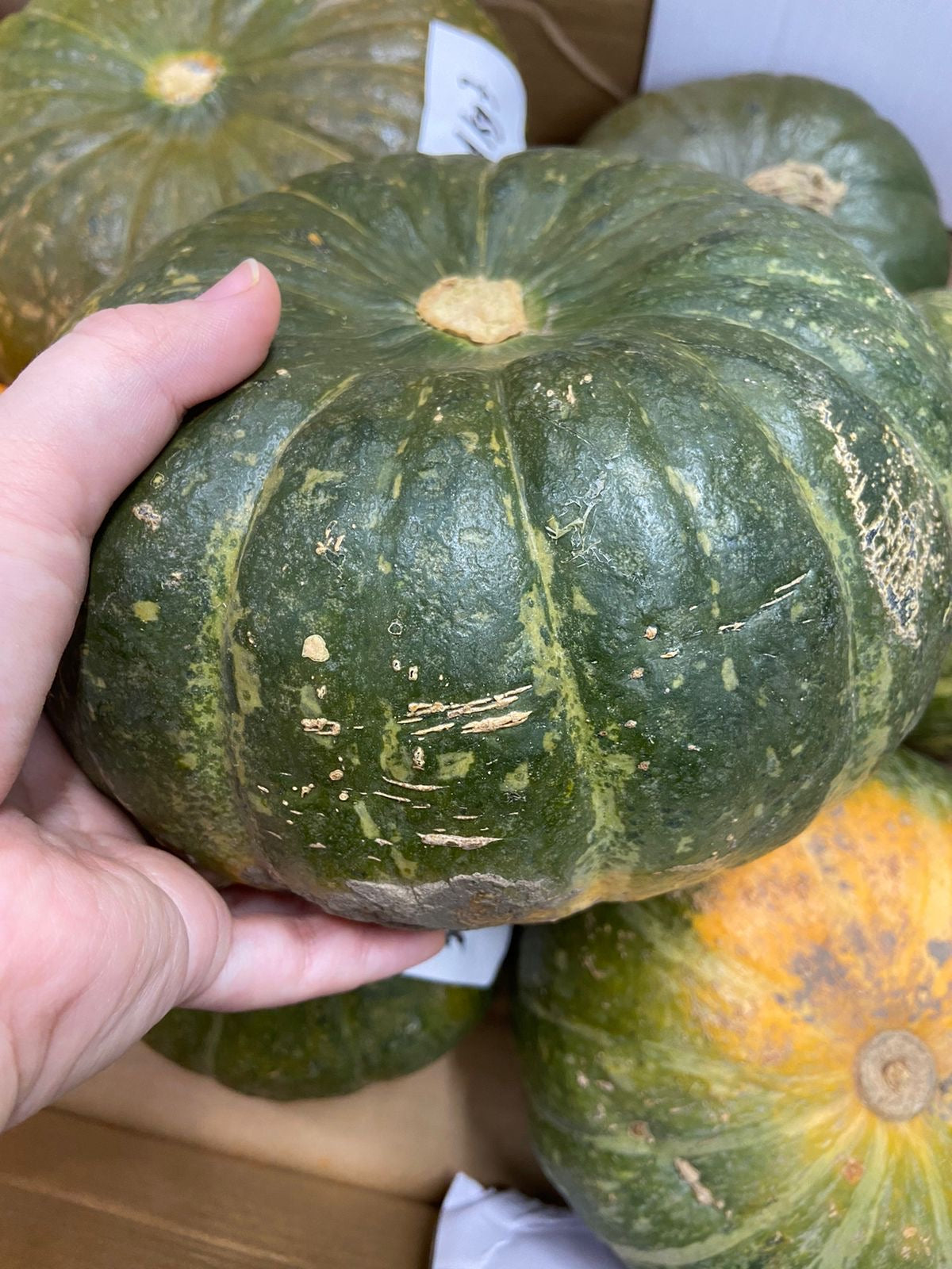 ANAM | Japanese Kabocha Pumpkin 1kg | 日本南瓜 | Bi do Nhat
