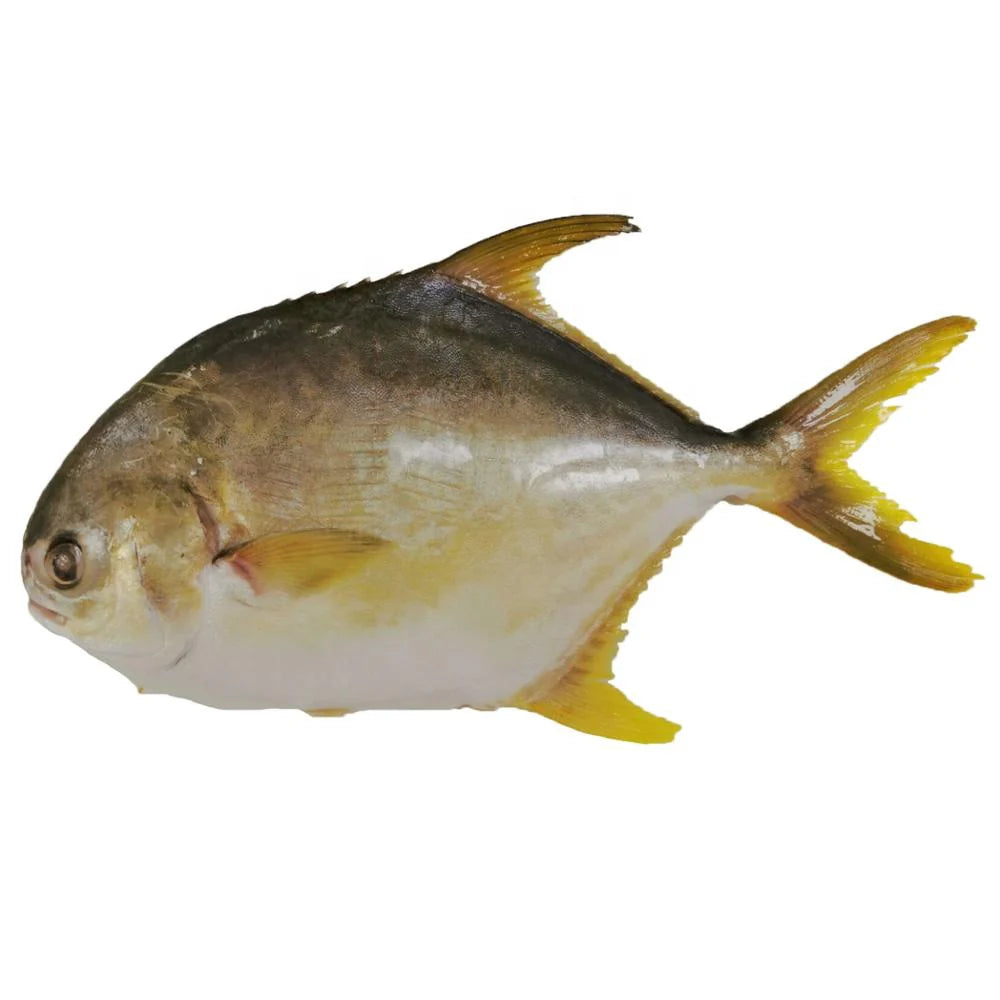 ANAM | Pomfret Gold 600/700g | 金鲳 | Cá Chim Vàng 600/700g