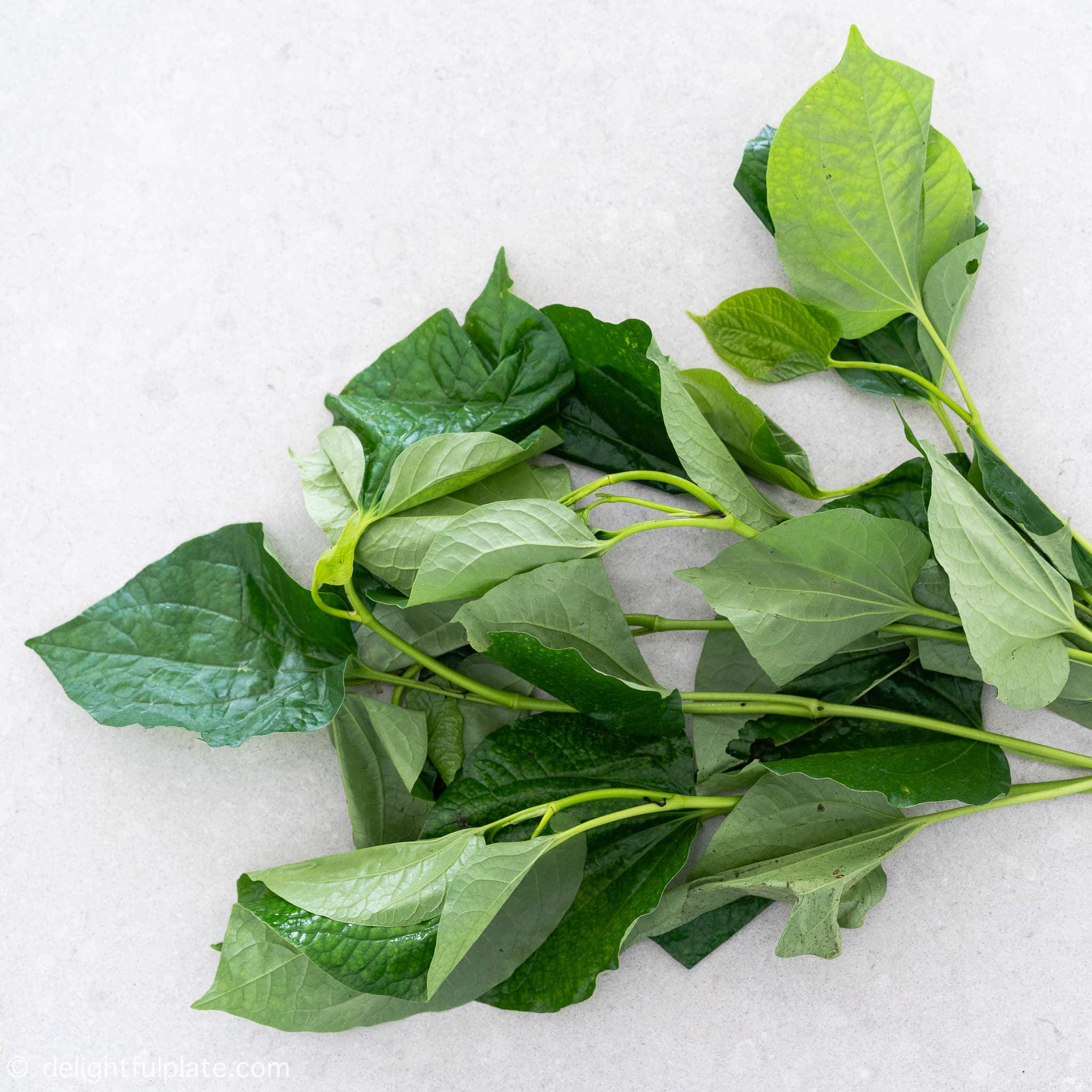 ANAM | La Lot (Betel Leaf)/kpl | 蒌叶 | La Lot
