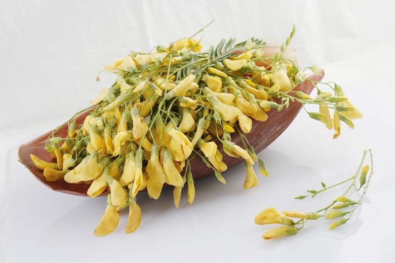 ANAM | Sesbania Flower/kpl | Sesbania-kukka | 田菁花 | Bong Dien Dien