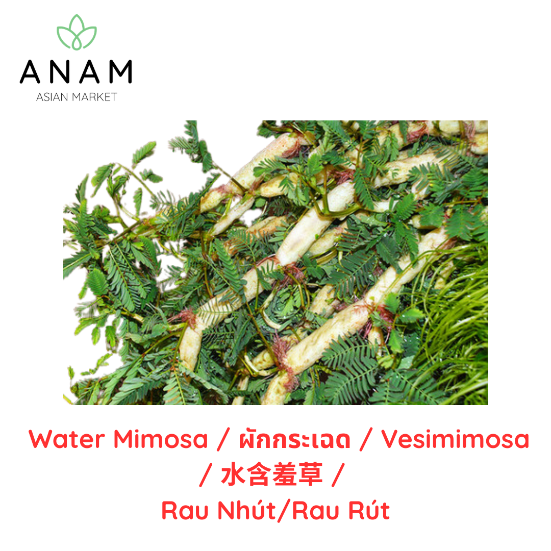ANAM | Water Mimimosa |Vesimimosa | 水含羞草 | Rau Nhut