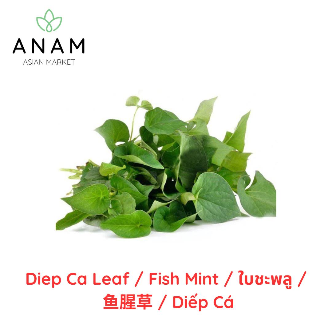 ANAM | Fish Mint / Heartleaf | 鱼腥草 | Diep ca