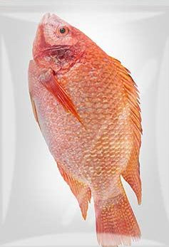 ANAM | ASIAN CHOICE - Red Tilapia 500-700G | 红罗非鱼 | Ca dieu hong 5/700G