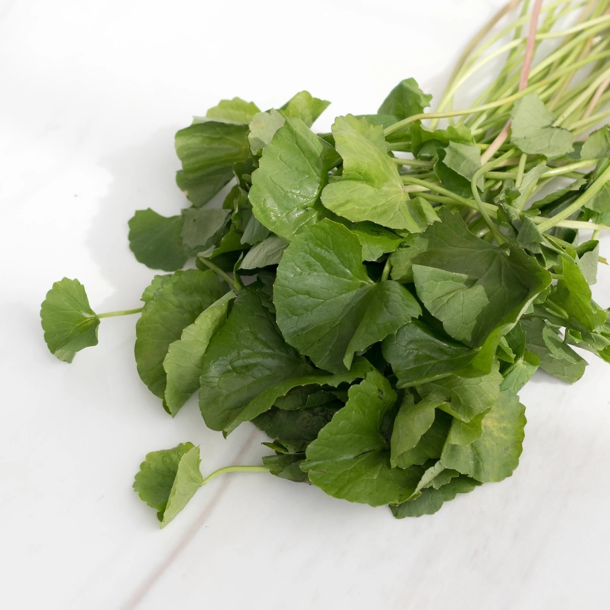 ANAM | Pennyworth Leaf 100g | 积雪草 | Rau ma