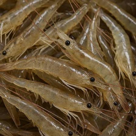 ANAM | Freshwater Prawn 450g | 淡水虾 | Makean veden katkaravut | Tép nước ngọt| กุ้งน้ำจืด