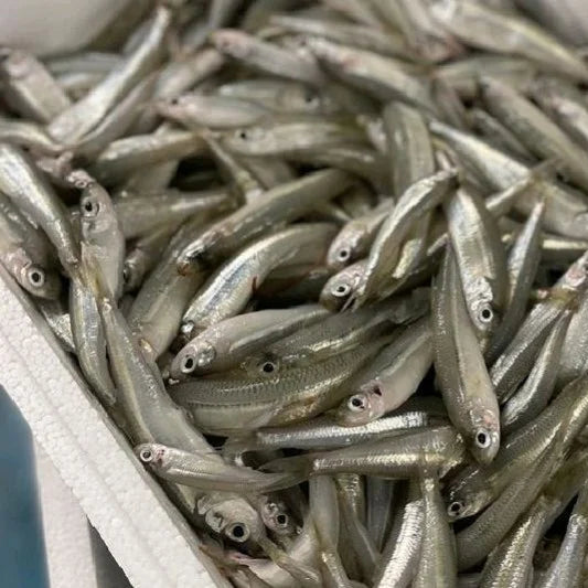 ANAM | Sand Smelt Raw Whole Round 6-10 CM - 1 KG | 整条银鱼6-10厘米 | Ca long tong nguyen con 6-10cm