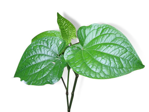 ANAM | Betel Leaf/Cha Plu 100g | 荖叶 | Lá lốt 100G