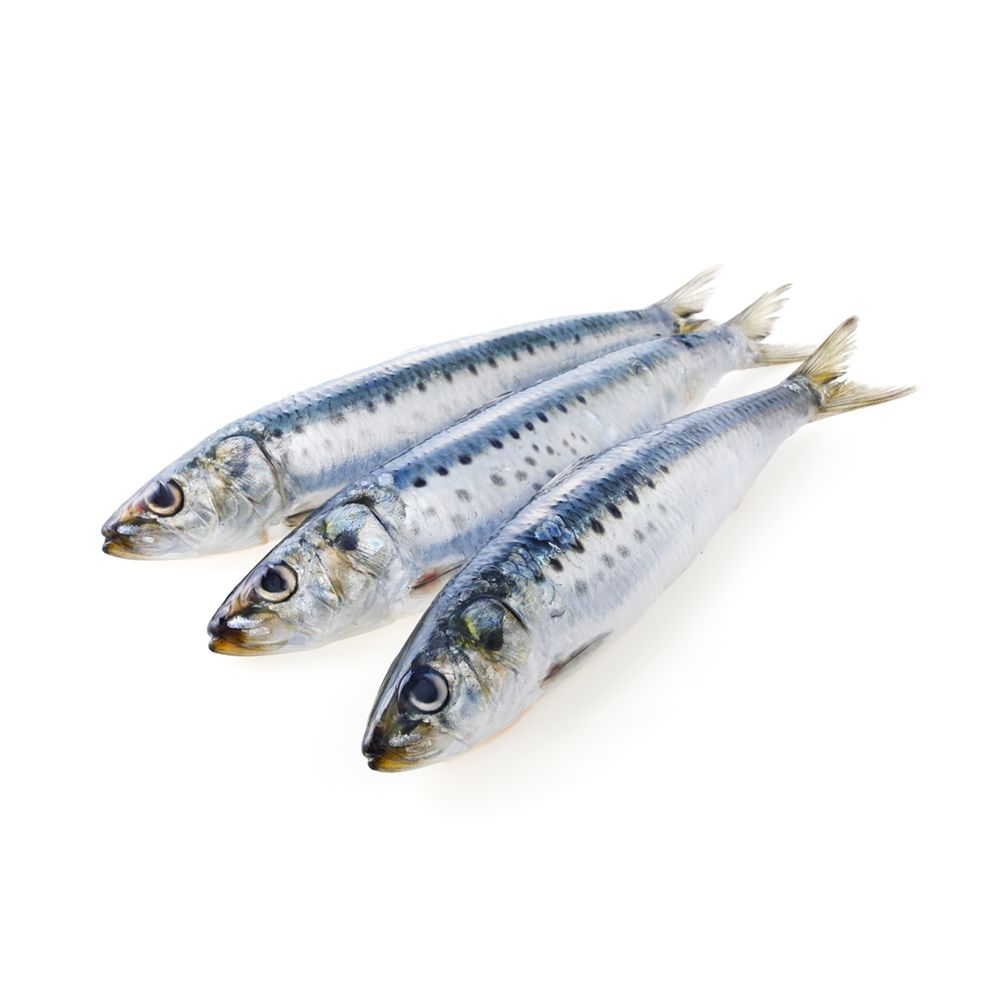 ANAM | Sardines 8/12 1 KG | 冷冻沙丁鱼 | Ca moi| Sardinas | ปลาซาร์